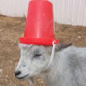 Meet your Posher, Michele